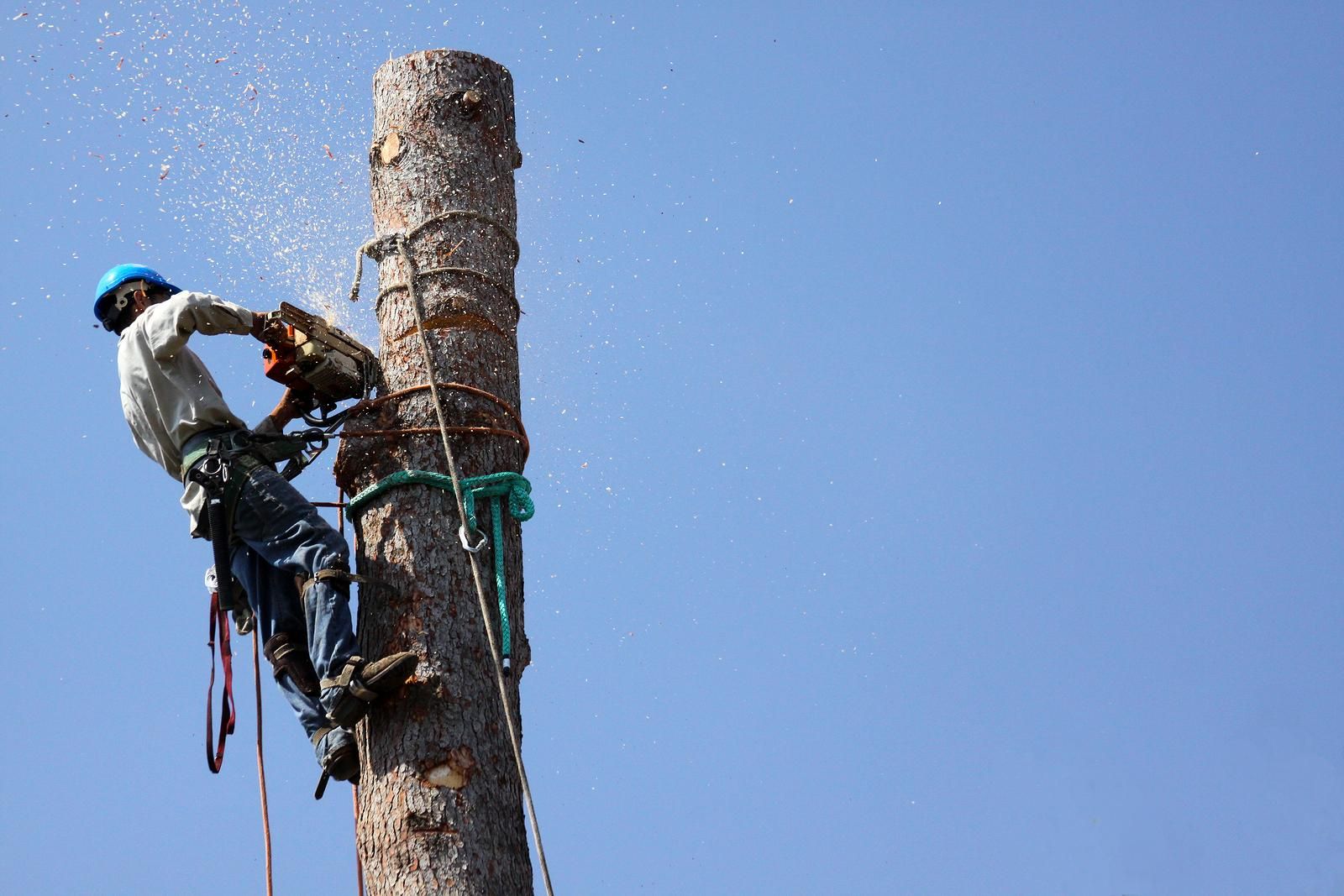 Mr Tree Care - Logo