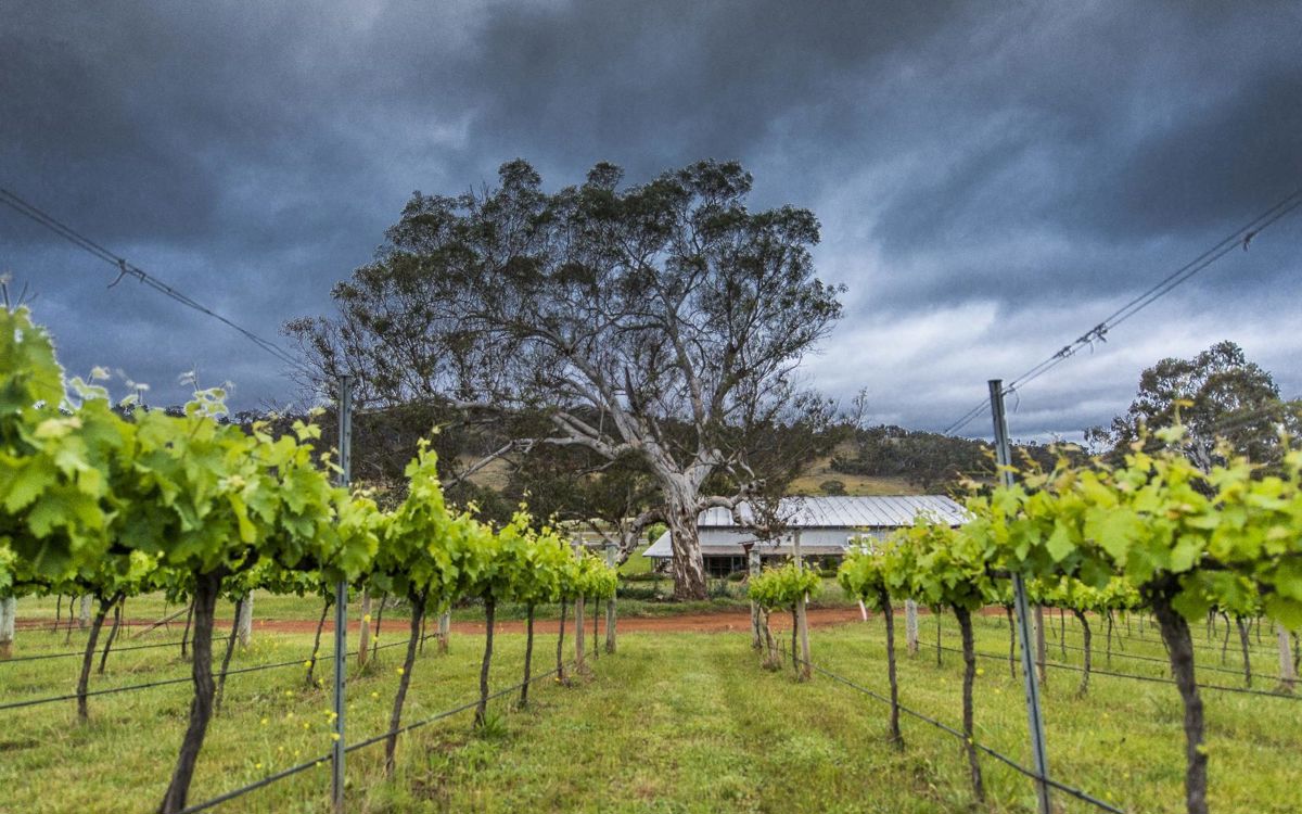 Mt Majura Vineyard - Logo