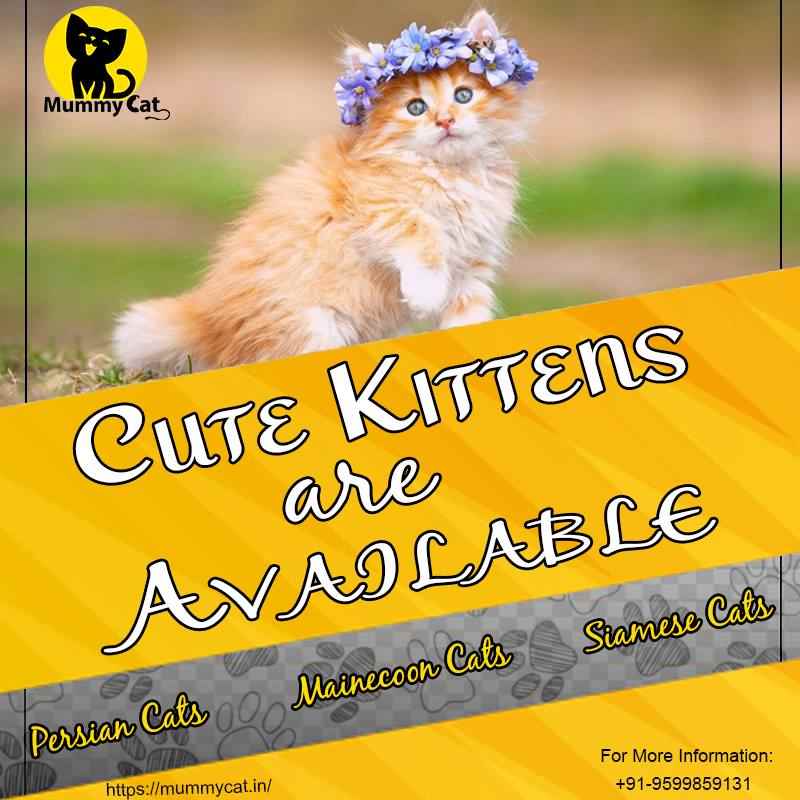 Mummycat Cats For Sale - Cover photo