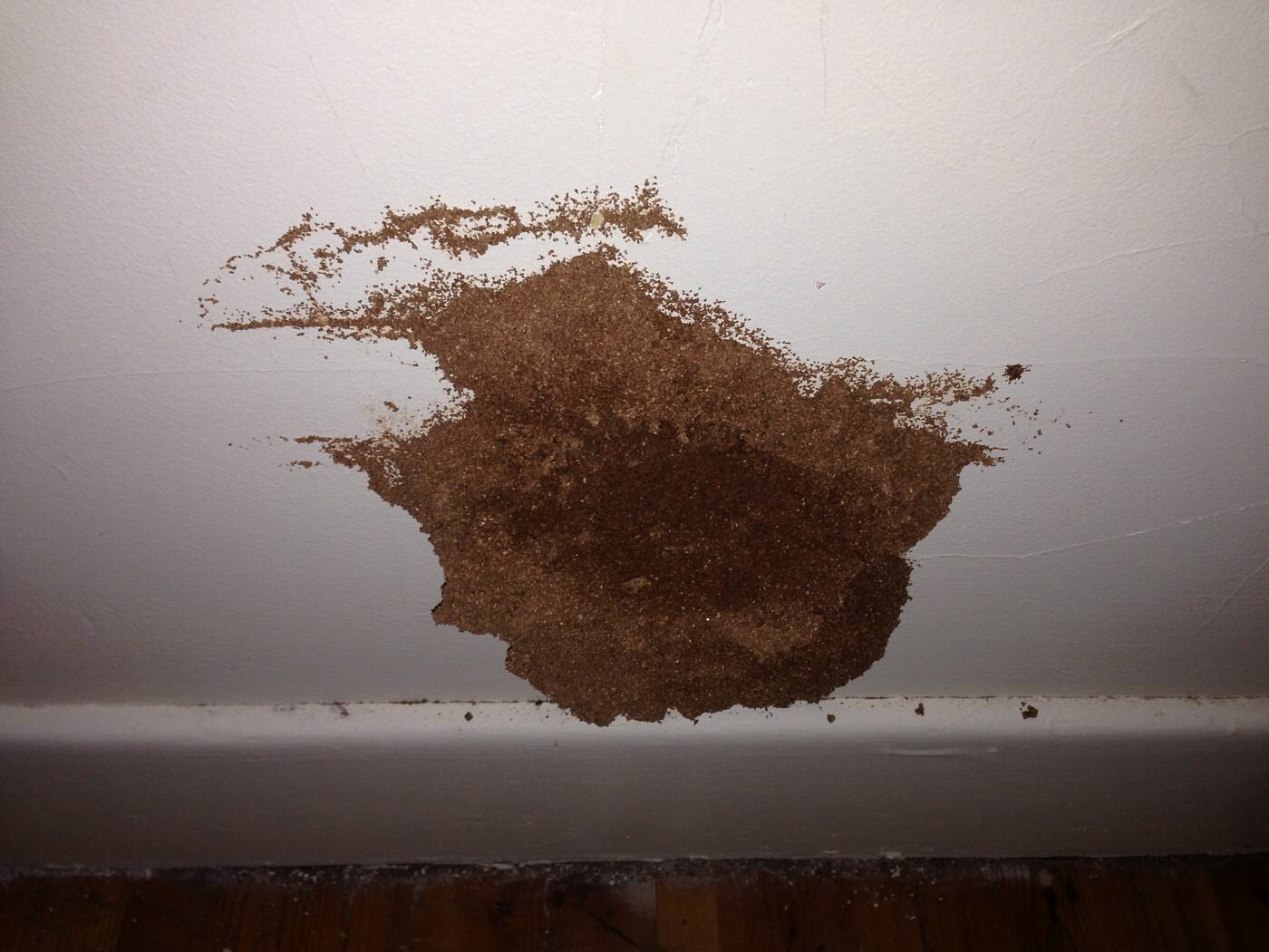 Murray Outback Pest - Cover photo