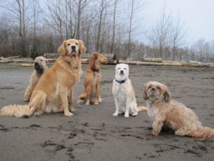 Mutts About Moncton Dog Training Services - Logo