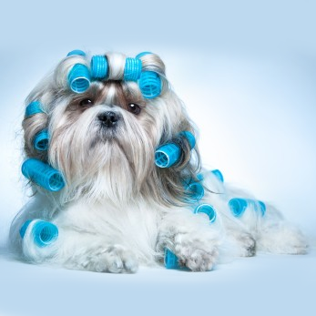 Mutts n&s; Such - Logo