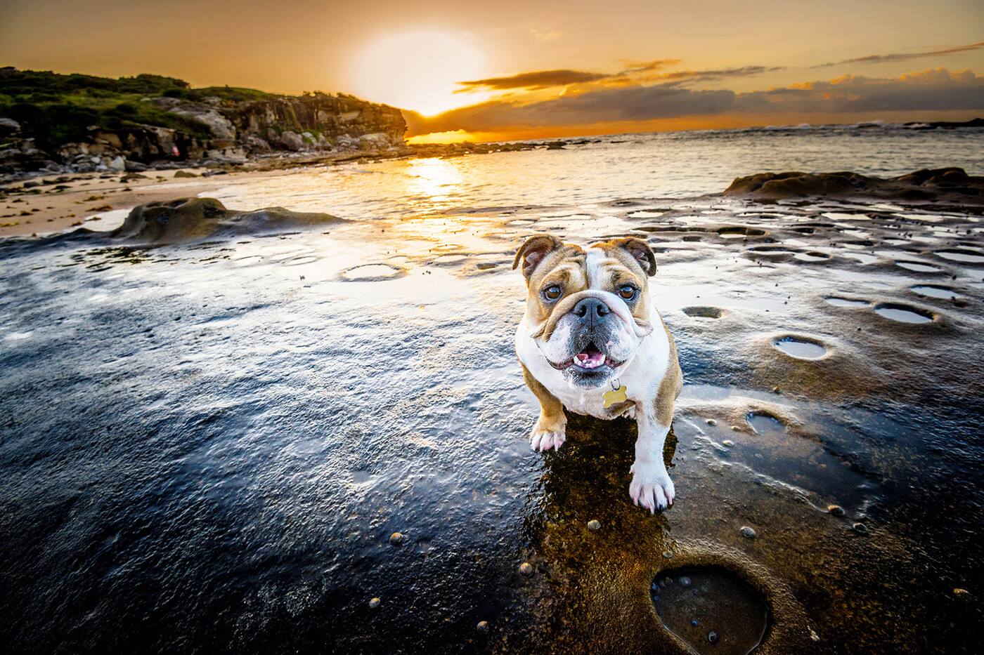 My Dog's Territory - Cover photo