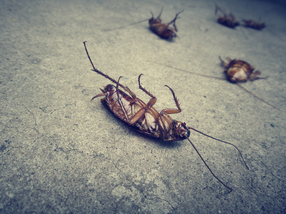 Natraspray Pest Control Newcastle - Logo