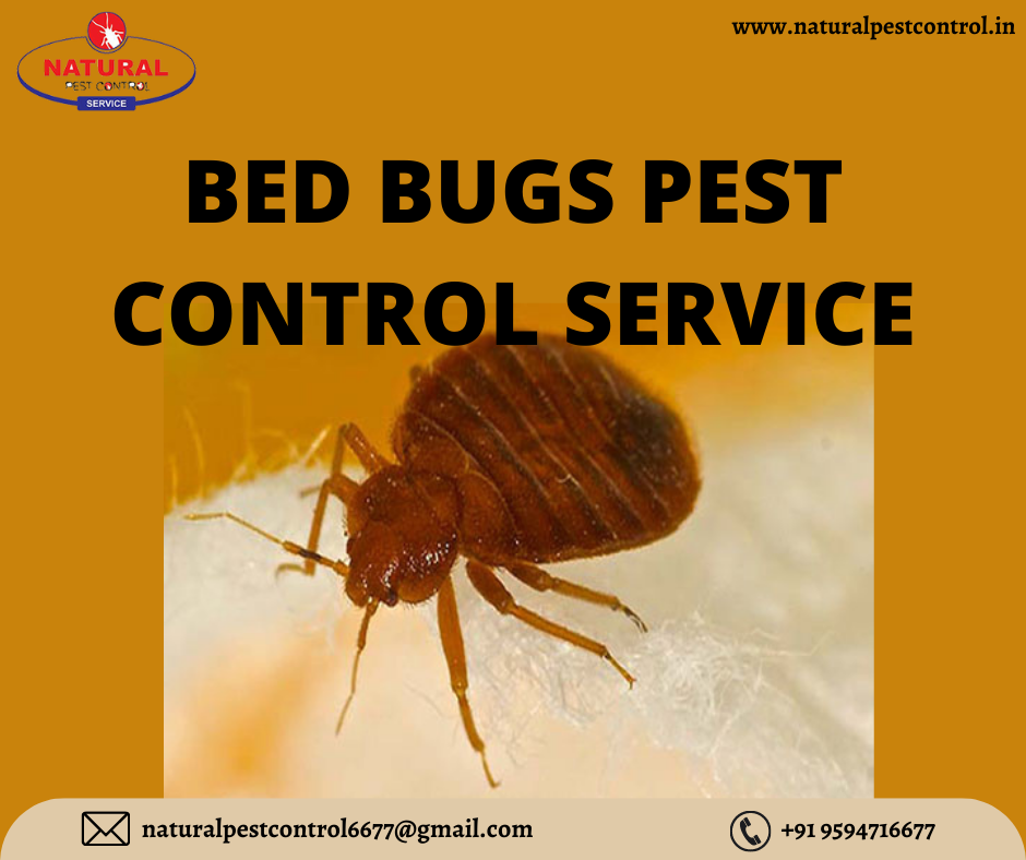 Natural Pest Control - Cover photo