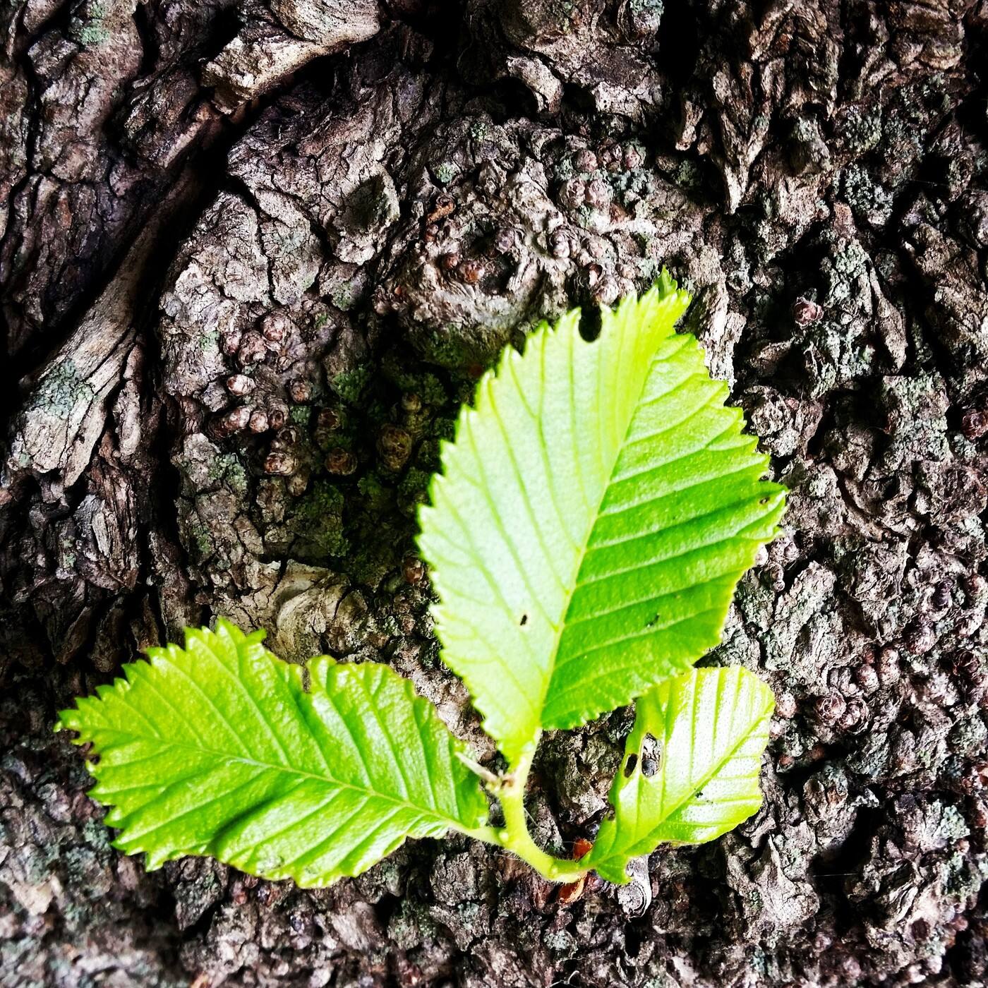 Nature's Eco Cleaning - Logo