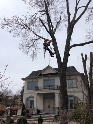 Nature&s;s Tree Service - Logo
