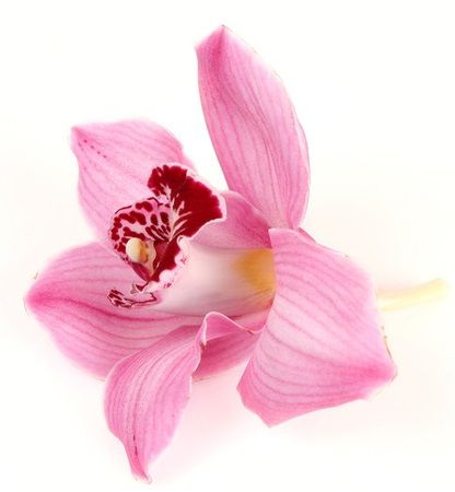 New Blooming Hill Flowers - Logo