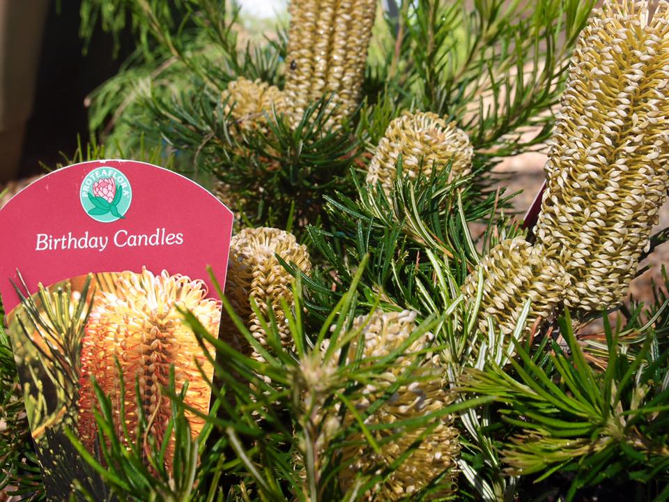 Newcastle Wildflower Nursery - Logo