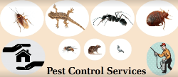 New Pest Control - Logo