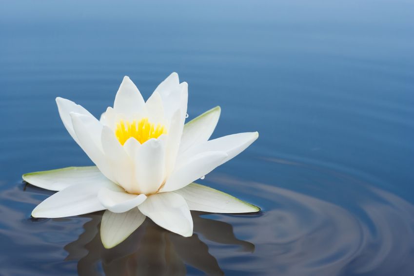 New You Massage &a; Health Centre - Logo