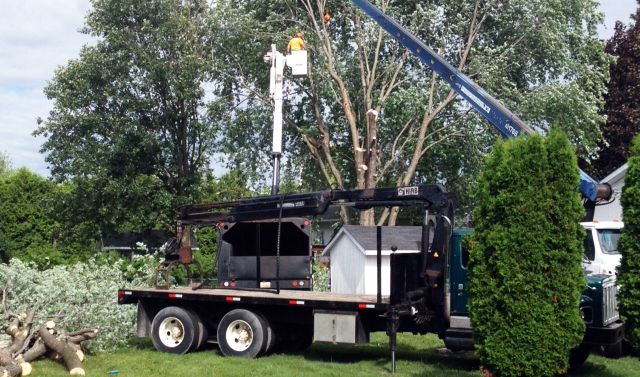 Next Level Tree Services Inc. - Cover photo