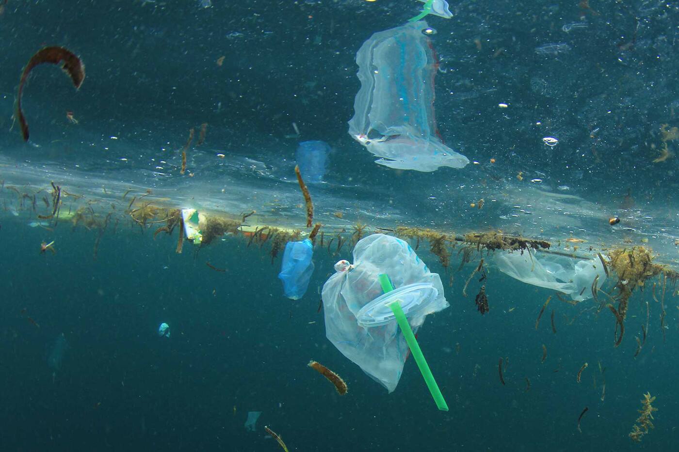 No Plastic Bags - Cover photo
