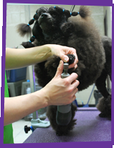 NOSE TO TOES WHOLIFE PET CENTER - Logo