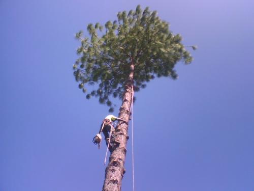NQ Tree Lopping - Logo