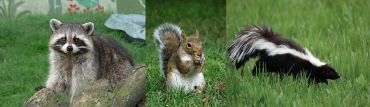 Nuisance Wildlife Removal Services Ltd - Logo