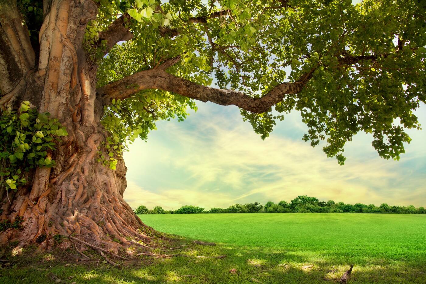 Oak Tree Financial Planning - Logo