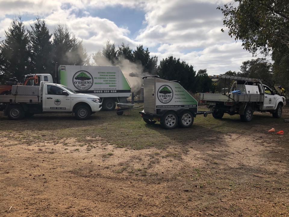 O’Briens Tree Services - Logo