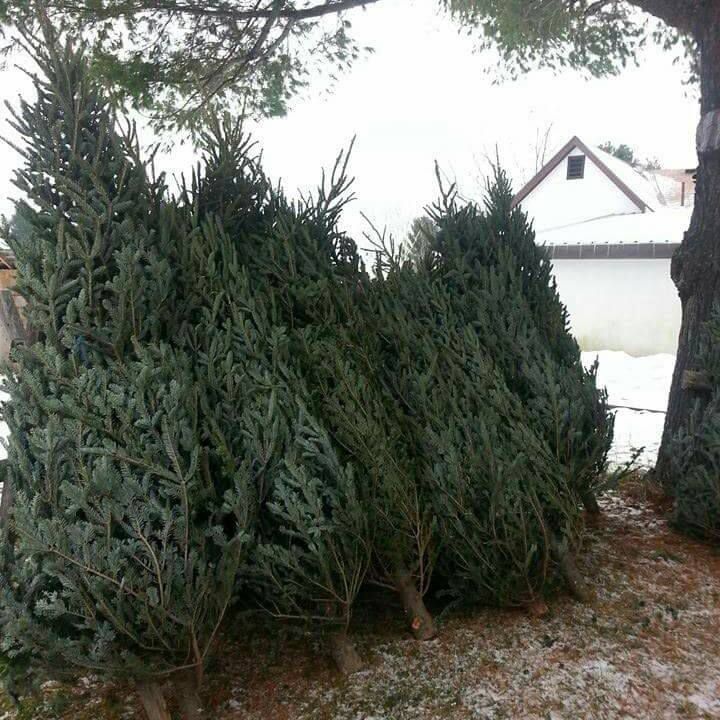 Oke-Cook Family Christmas Tree Farm Festival - Cover photo
