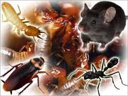Om Royal Pest Control Services 203634 - Logo