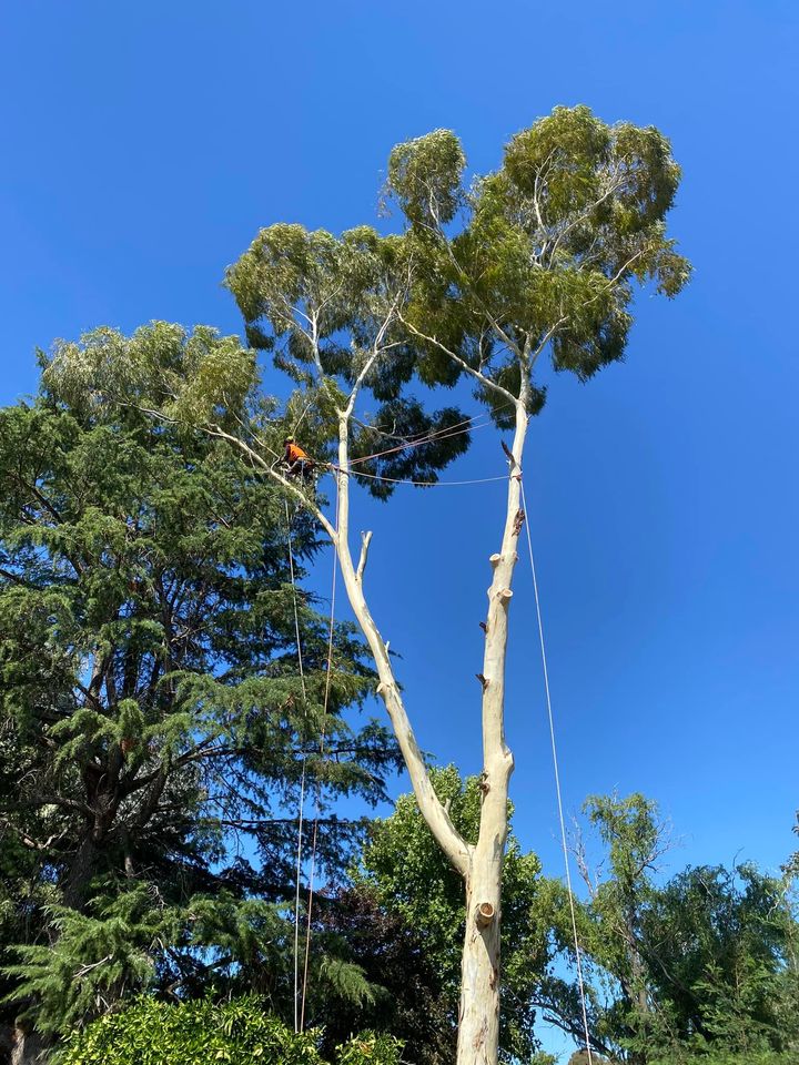 On The Mark Tree Service - Cover photo