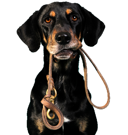 Oppawtunity Walks &a; Pet Sitting - Cover photo