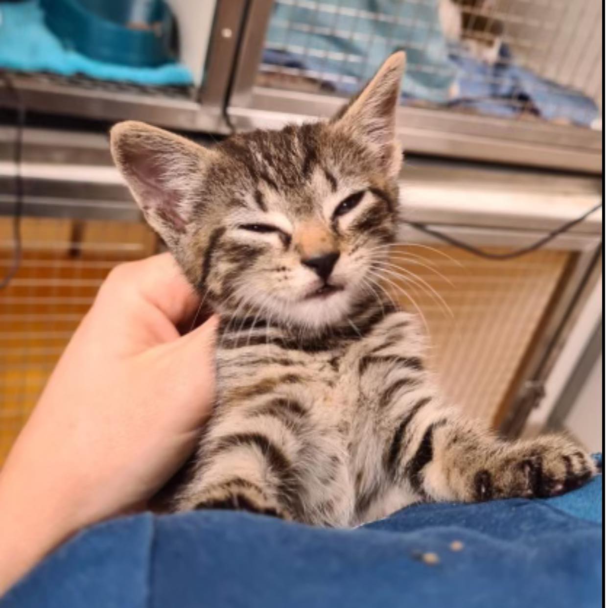 Orchid Valley Veterinary Surgeon - Cover photo