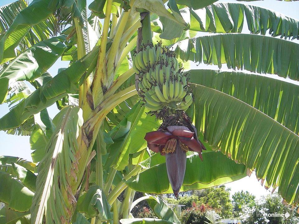 Organic Banana Cultivation - Cover photo