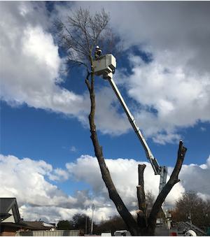 O.S. Trees - Cover photo