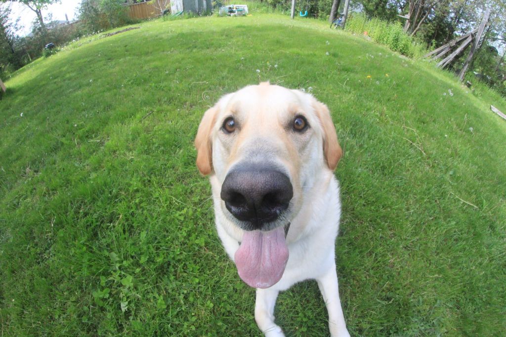 Out and About Dog Walking and Pet Services - Cover photo