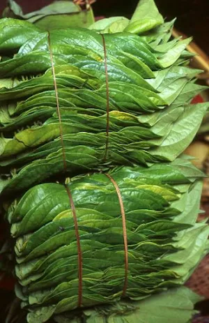 Paan Panchayat - Logo