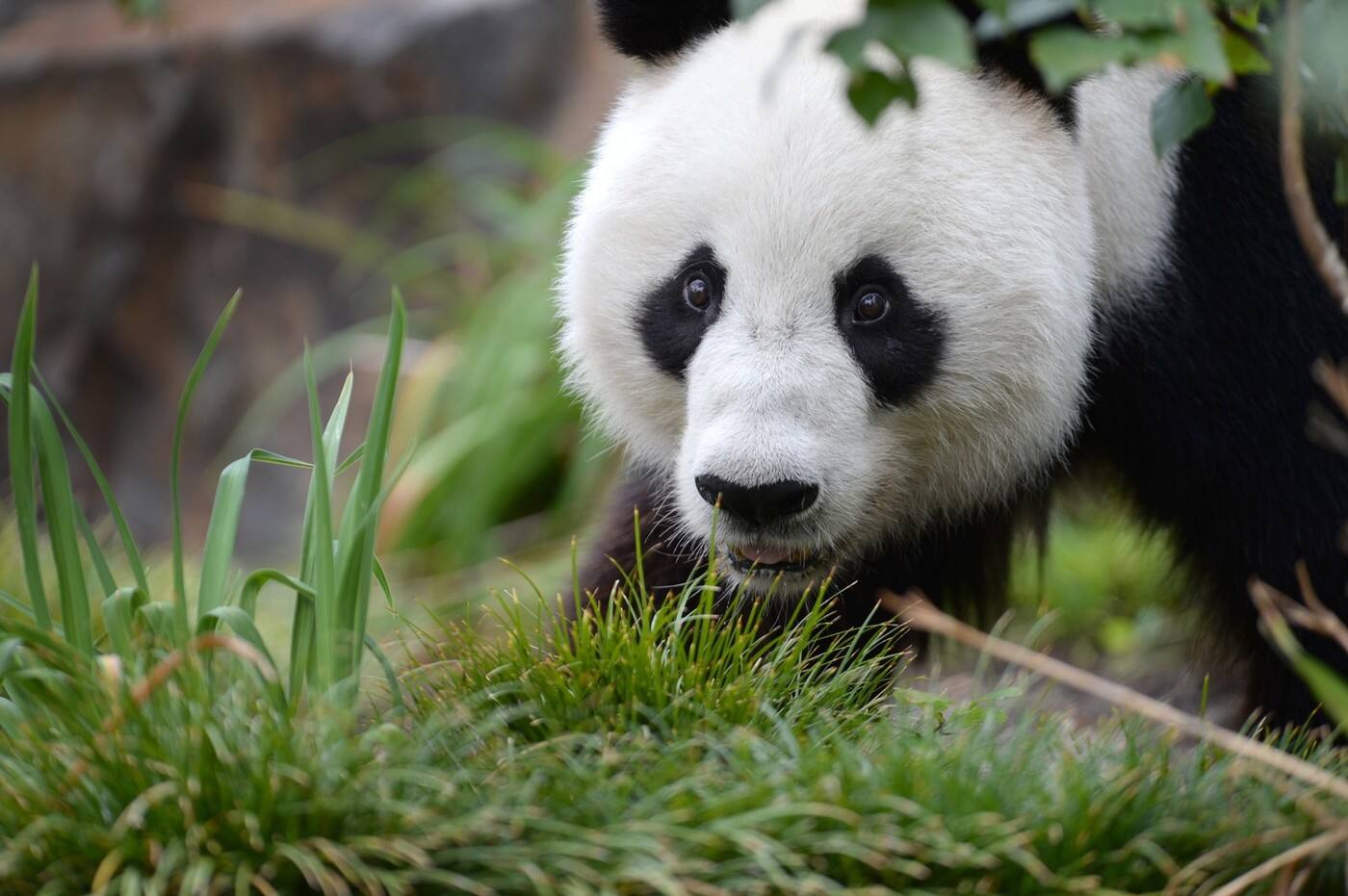 Panda Websites - Cover photo