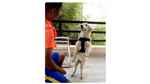 Pandyas Dog Training Boarding And Walking Service - Logo