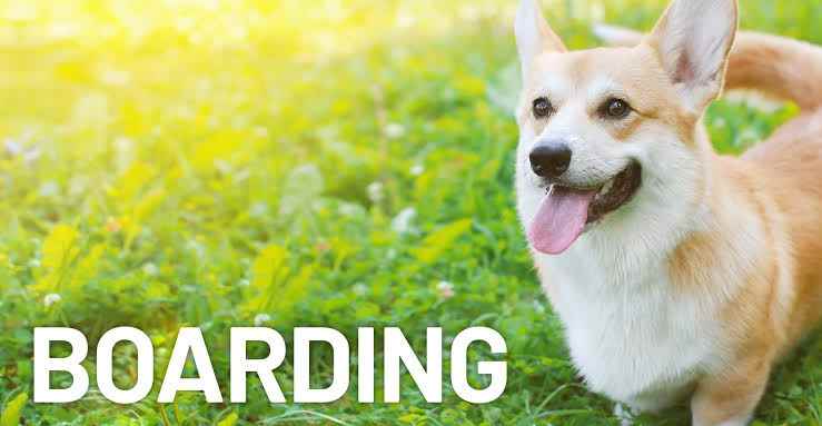 Pandyas Dog Training Boarding And Walking Service - Cover photo