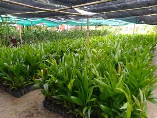 Pankaj Nursery - Cover photo