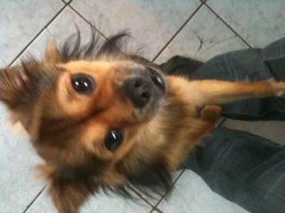 Paradis des Chiens - Cover photo
