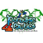 Paradise4Exotics-Your Educational Exotic Pet Store - Logo