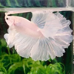 Paradise Aquatic Aquarium And Pet Shop - Cover photo