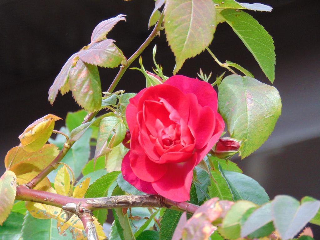 Patricia Marais Gardenia - Logo