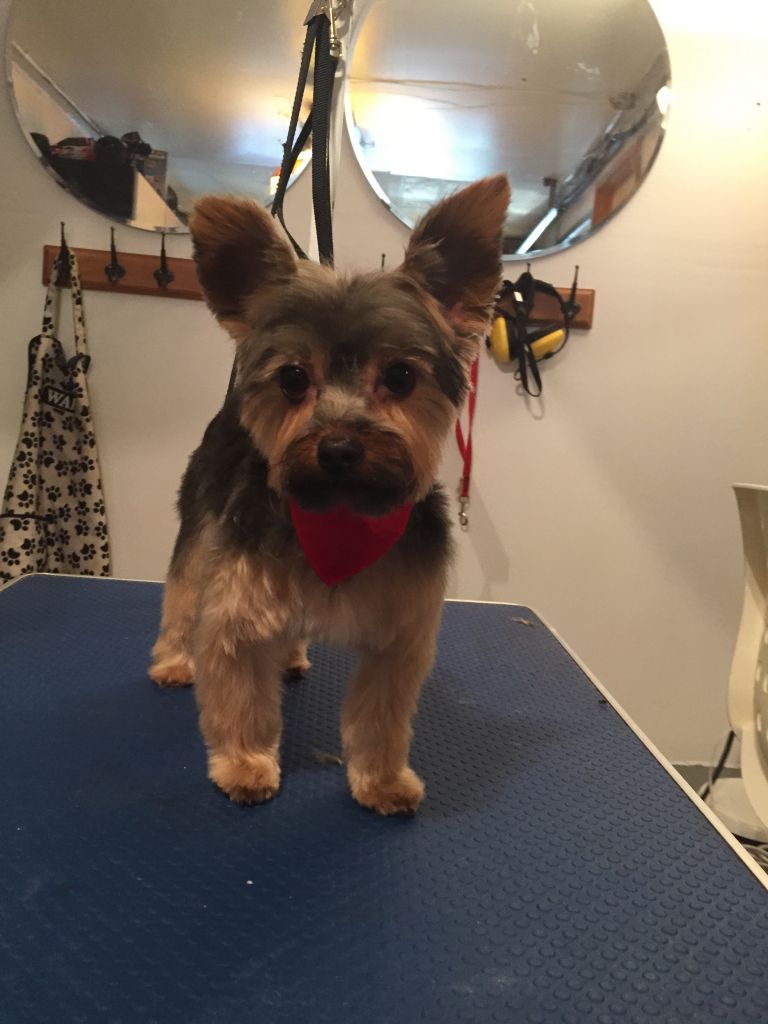 Pawlicious Dog Grooming - Logo