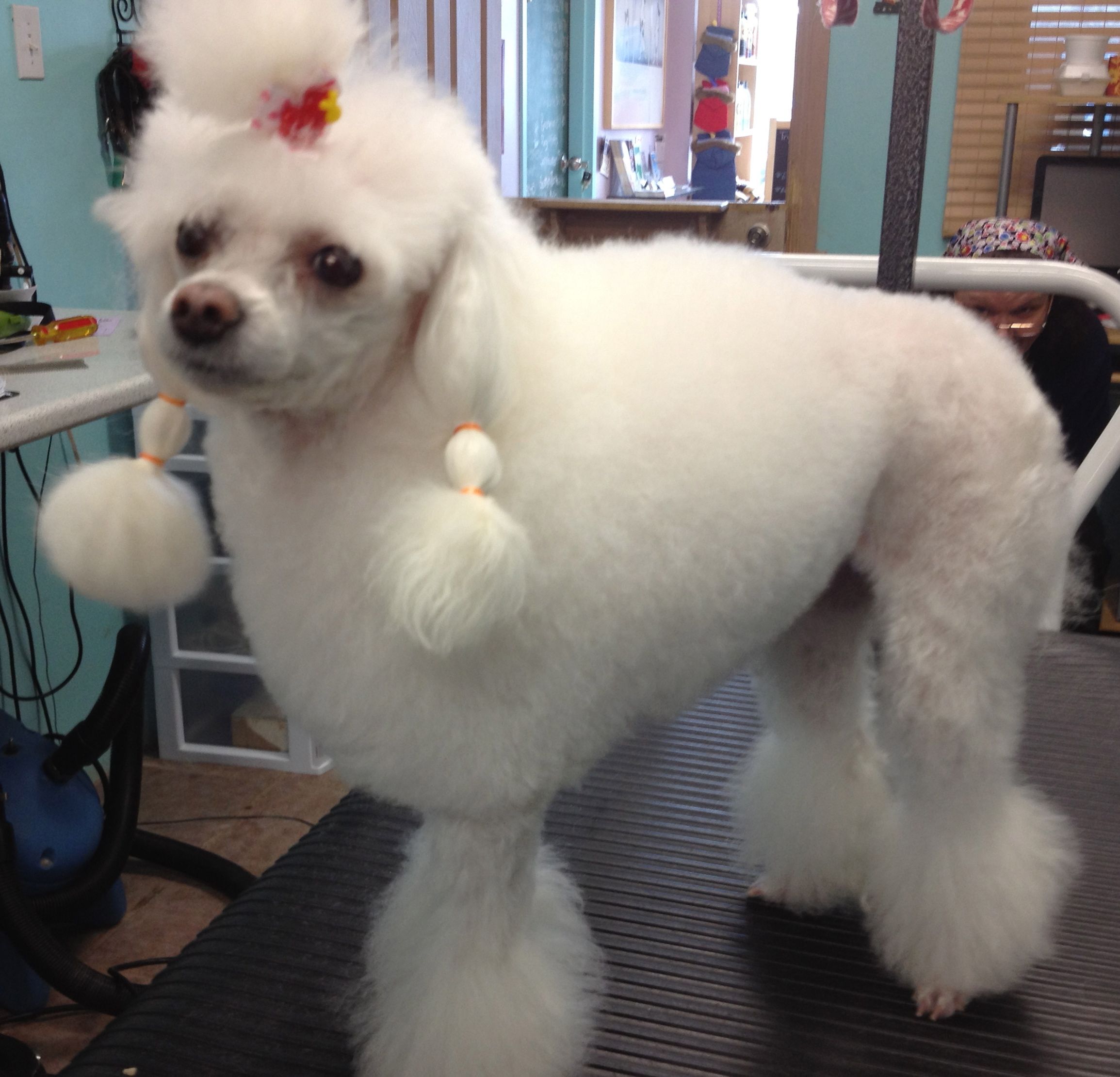 Paw Pals Grooming - Logo