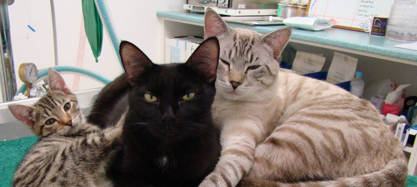Pawprint Veterinary Practice - Cover photo