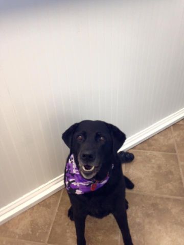Pawsitive Spa - Cover photo