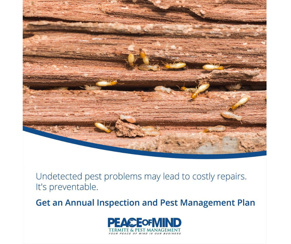 Peace of Mind Termite & Pest Management - Logo