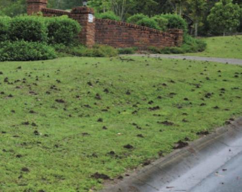 Peace of Mind Termite & Pest Management - Logo