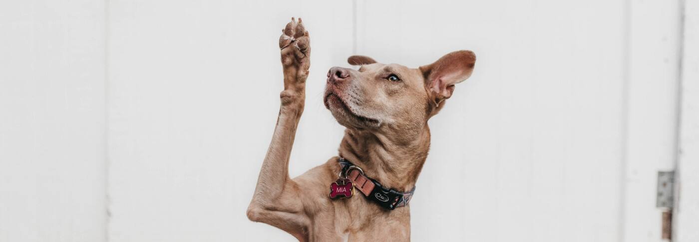 Peel Pet Access Doors - Cover photo