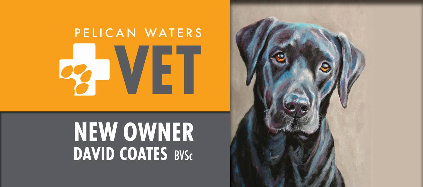 Pelican Waters Vet Caloundra - Logo