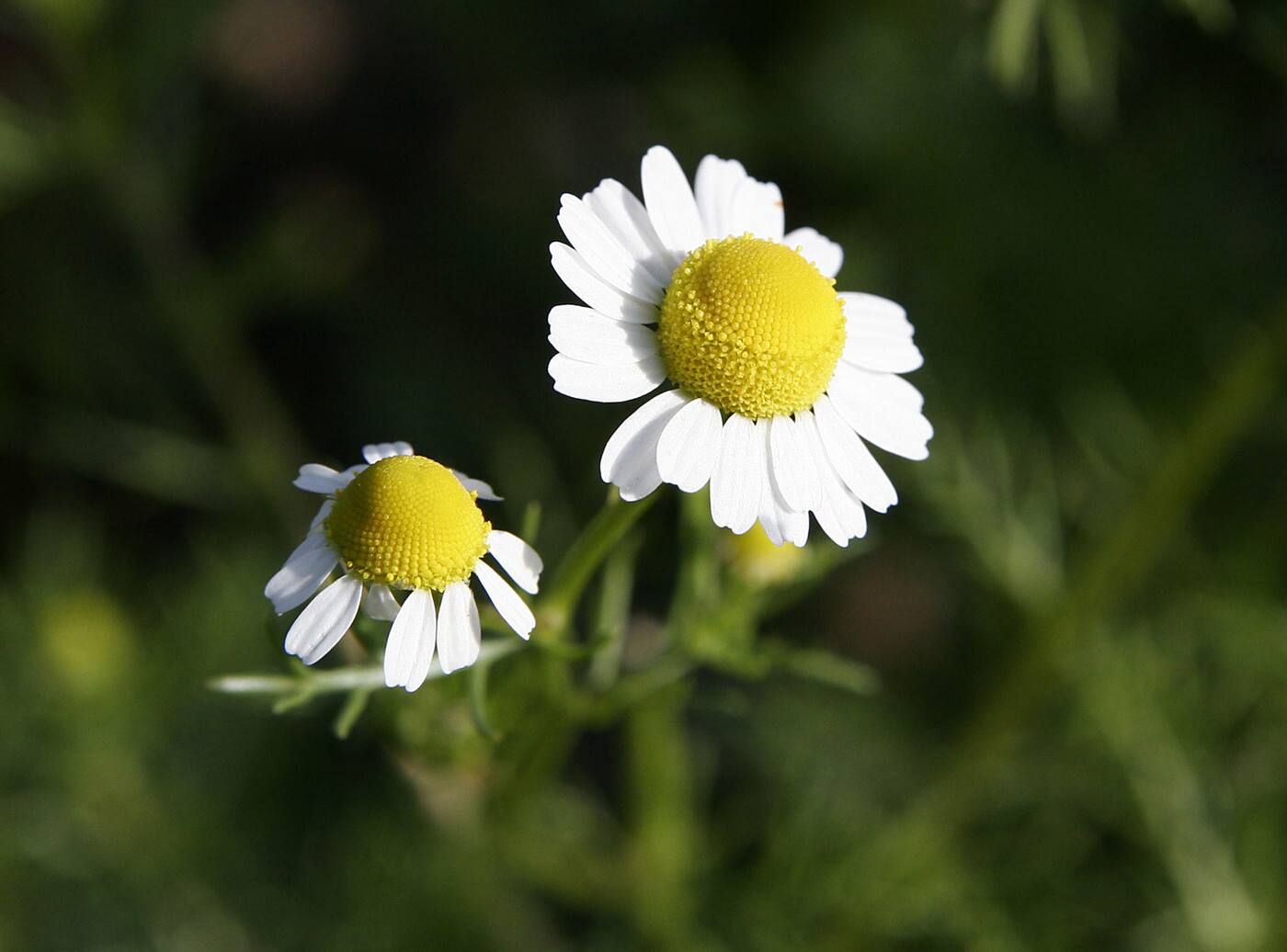 Peninsula Naturopathic Clinic - Cover photo
