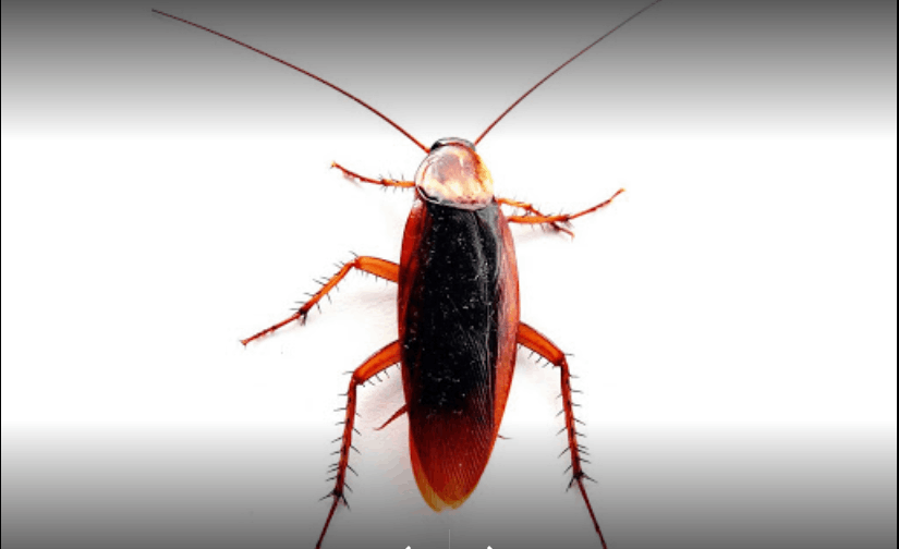 Hindustan Pest Control Services - Cover photo