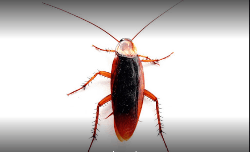 Pest Control Advisers & Services - Logo